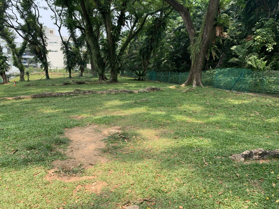 Tiong Bahru Sit Wah Dog Runの画像5