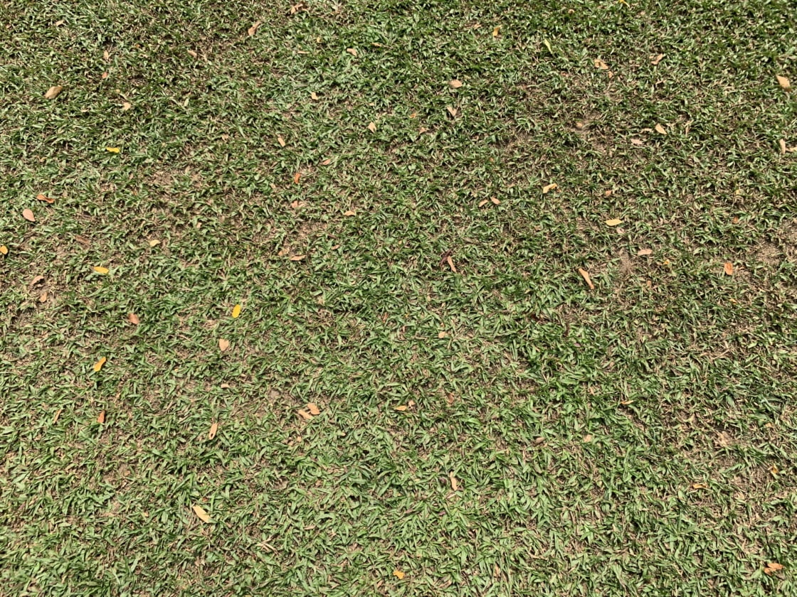 Tiong Bahru Park Dog Runの画像7
