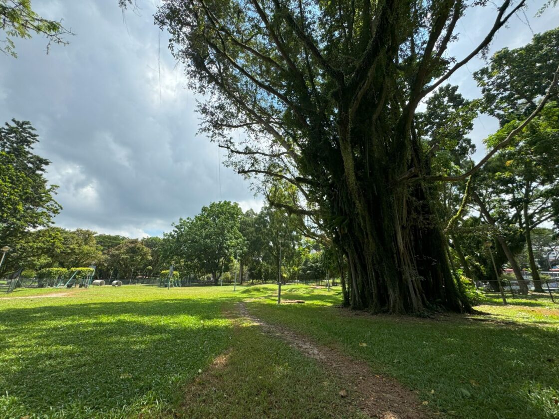 Bishan-Ang Mo Kio Park Dog Runの画像8
