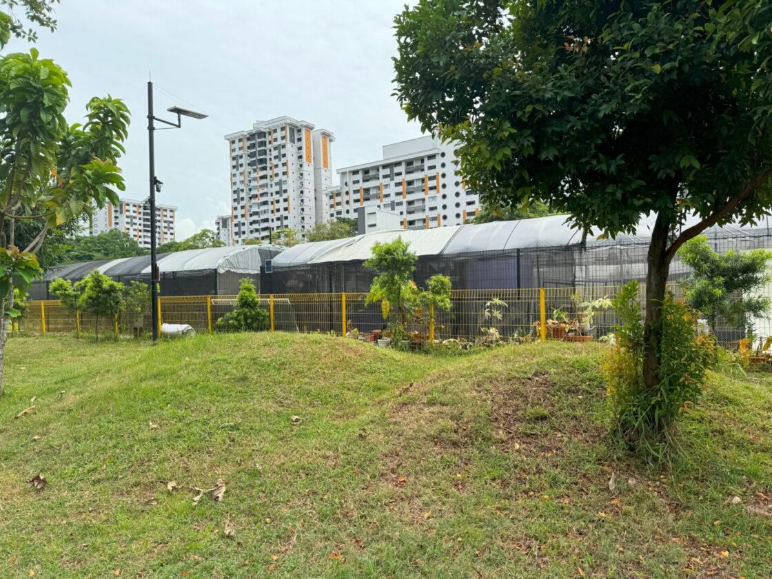 Jurong Play Grounds (JPG) Dog Runの画像6