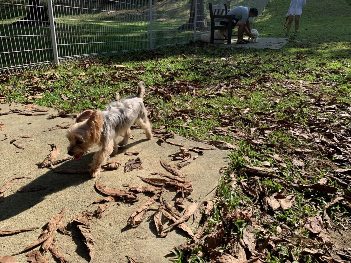 Lengkong Enam Park (Kembangan) Dog Runの画像4