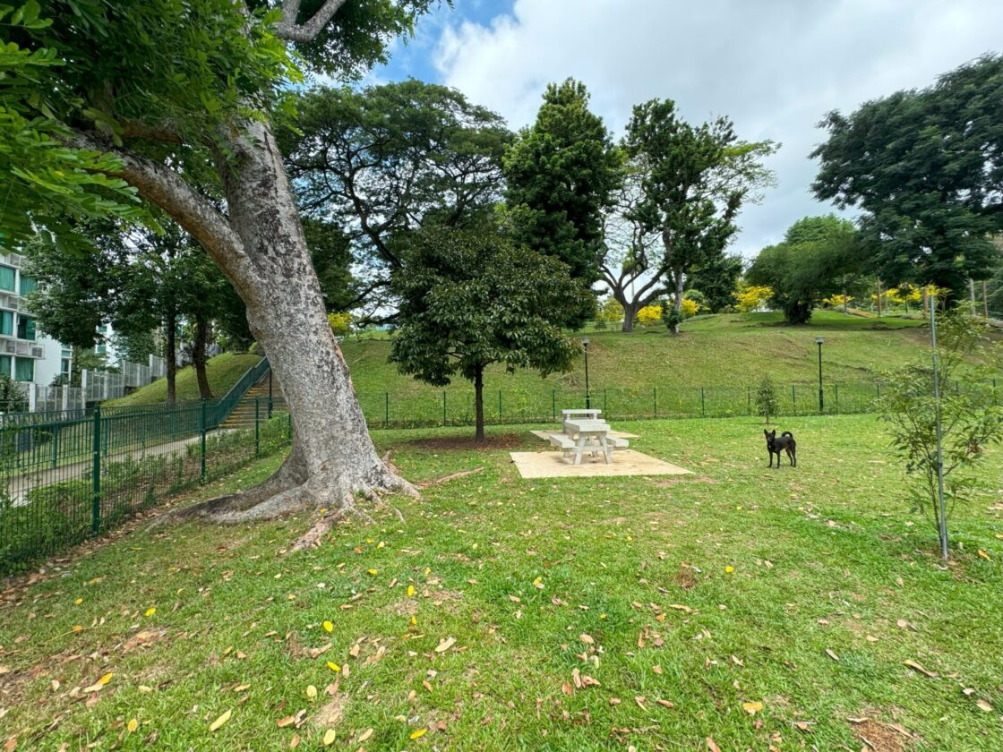 Mount Emily Park Dog Runの画像3