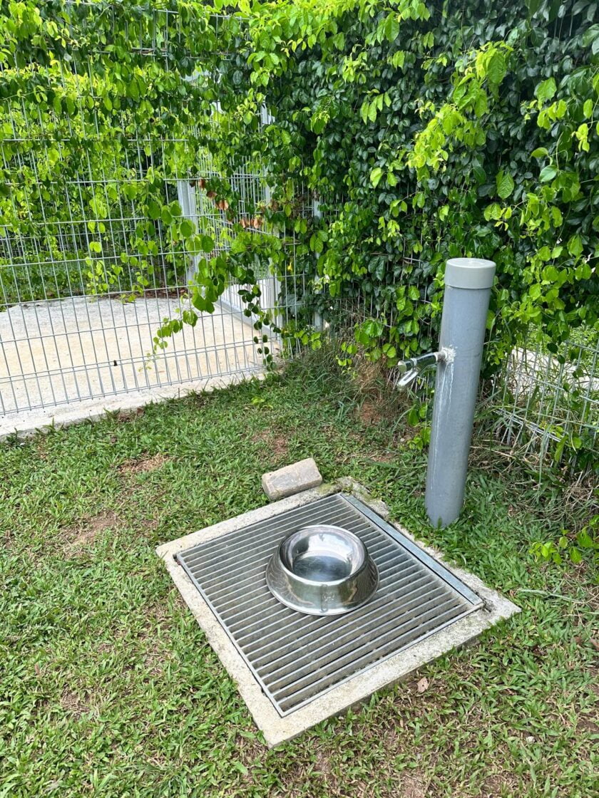 Opera Estate Dog Runの画像6
