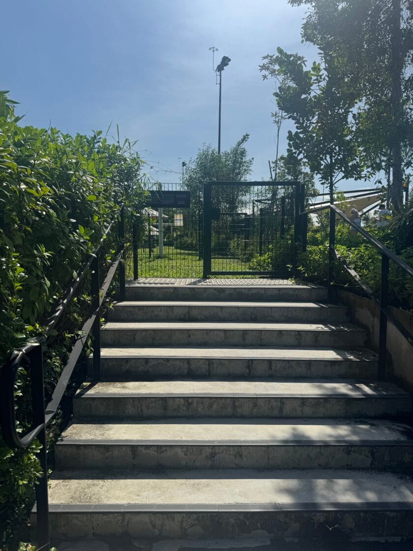 The Palawan Dog Runの画像4