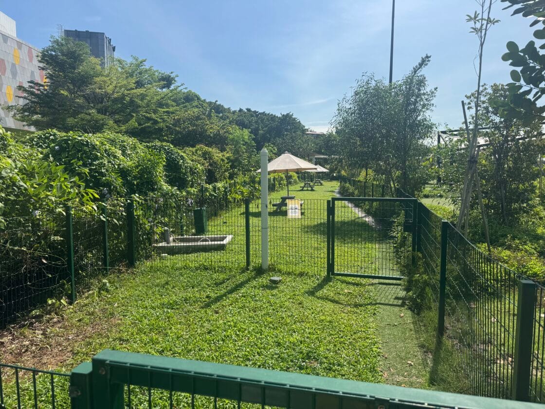 The Palawan Dog Runの画像3