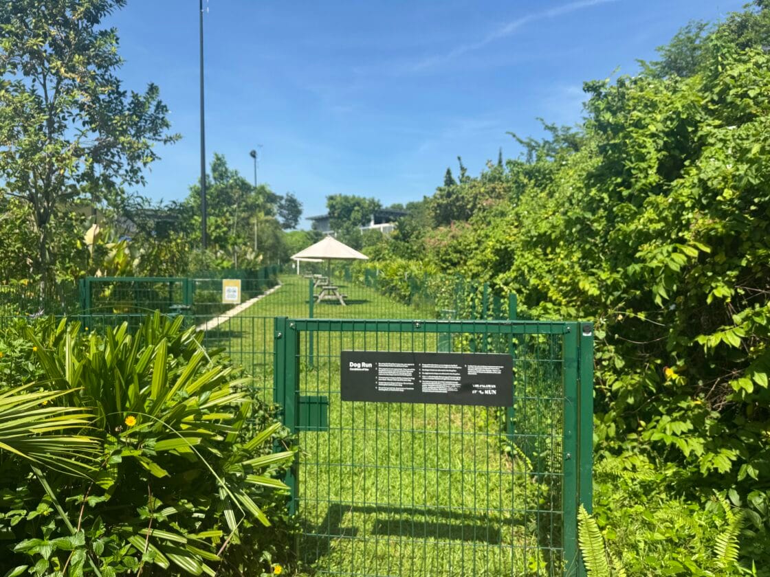 The Palawan Dog Runの画像2