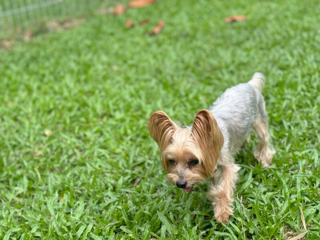 Punggol Waterway Park Dog Runの画像5