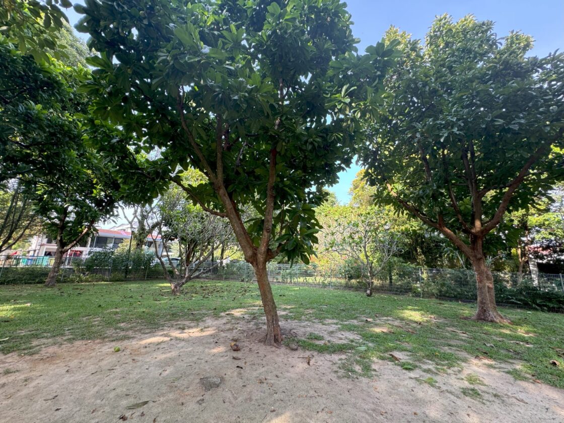 Telok Kurau Dog Runの画像6