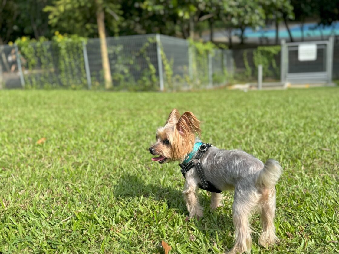 Woodlands Waterfront Park Dog Runの画像7