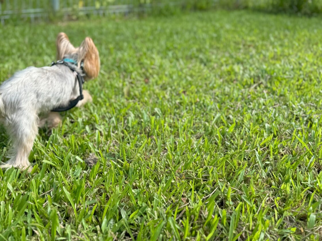 Woodlands Waterfront Park Dog Runの画像6