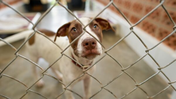 Rescue dog shelter in Singapore