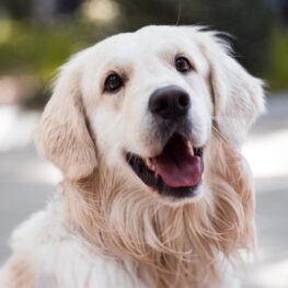 adopt a dog and become family