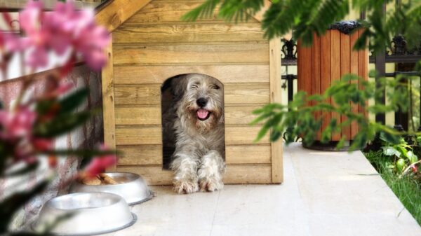 Pet-Proof Your Home