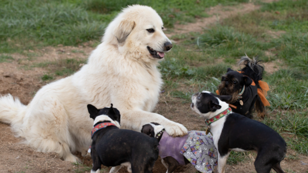 dogs at dog run