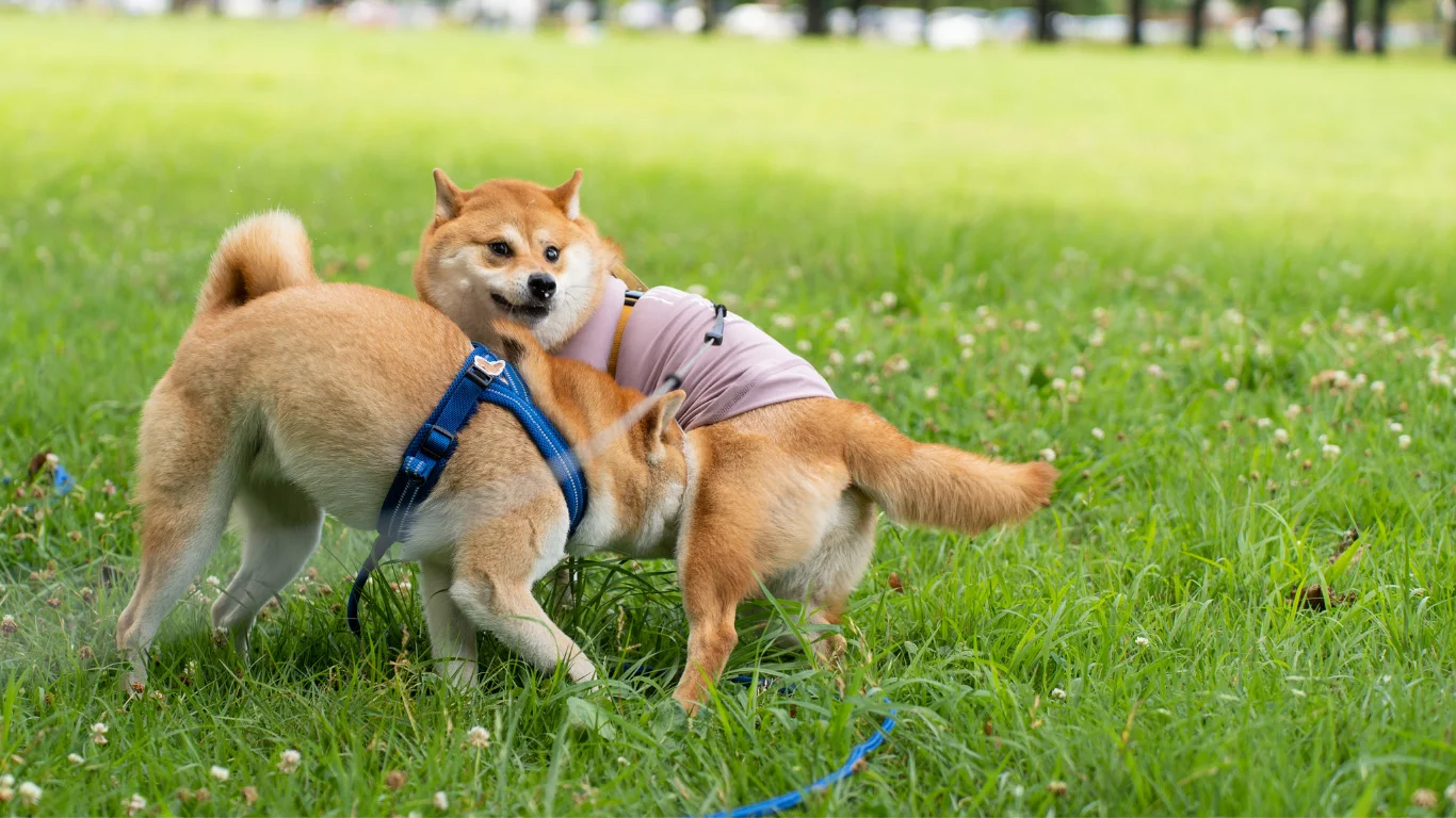 Best Dog Parks and Runs in Different Regions in Singapore | Pawsome Search  SG